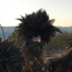 Meet your Posher, Whitney